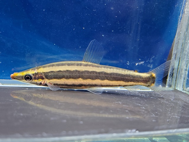 アノストムスアノストムス