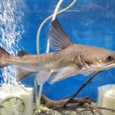 パプアンサーモンキャット　2025年入荷！