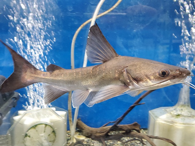 パプアンサーモンキャット　2025年入荷！