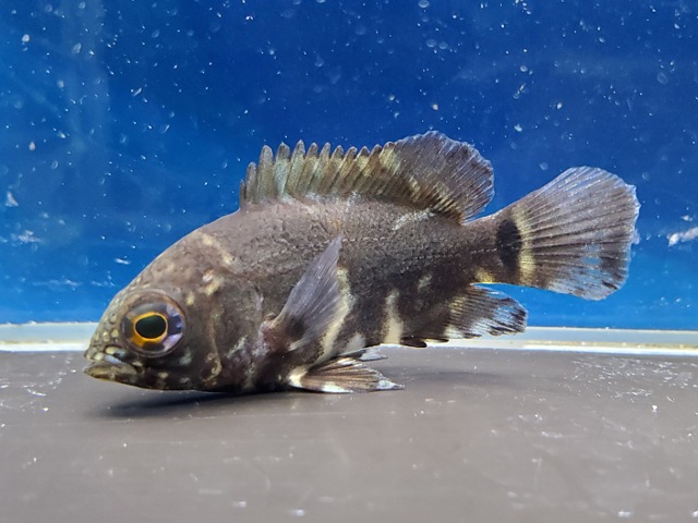 ワイルドオスカー