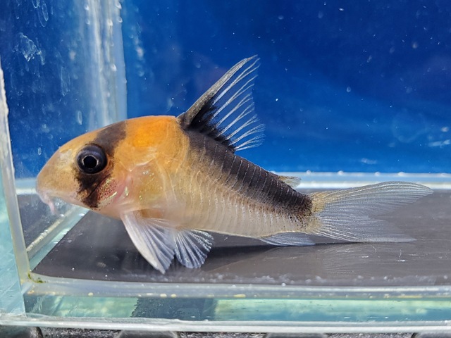 コリドラス　デュプリカレウス