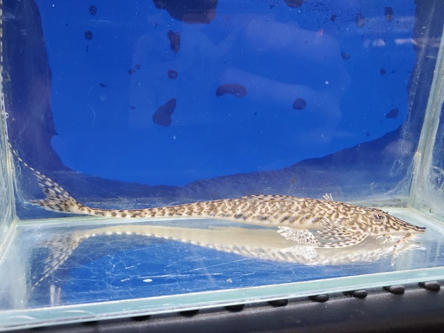 ラディノロリカリア・マクロミスタックス