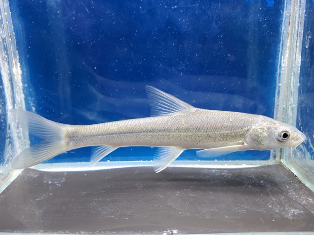 ルシオバルブス　ブラキセファルス