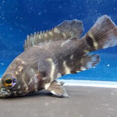 ワイルドオスカー　サンフランシスコ　2026年4月入荷！