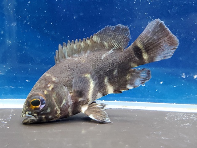 ワイルドオスカー　サンフランシスコ　2026年4月入荷！