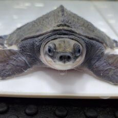 スッポンモドキ　2026年4月入荷！