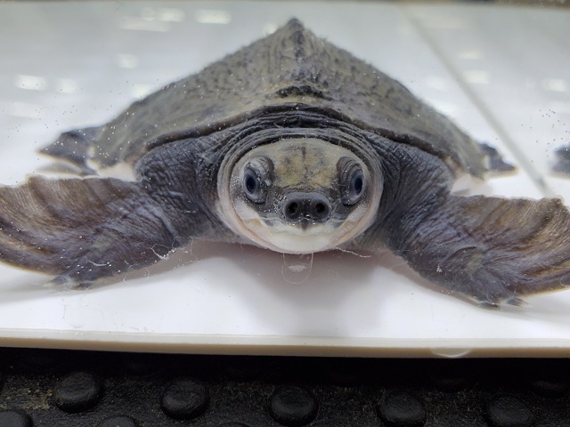 スッポンモドキ　2026年4月入荷！