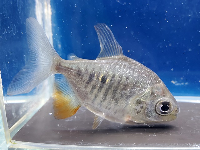 イエローコロソマ