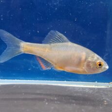 火山タナゴ　2026年4月入荷！