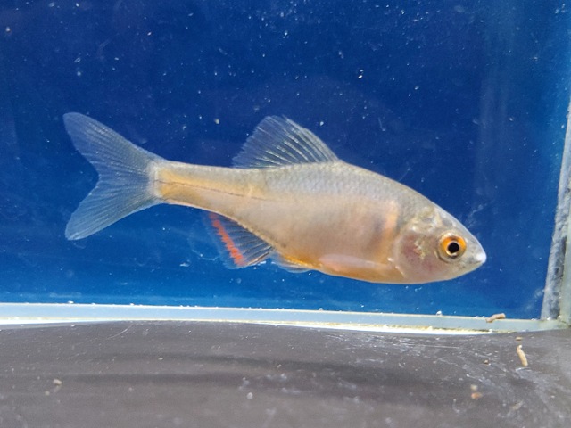 火山タナゴ　2026年4月入荷！