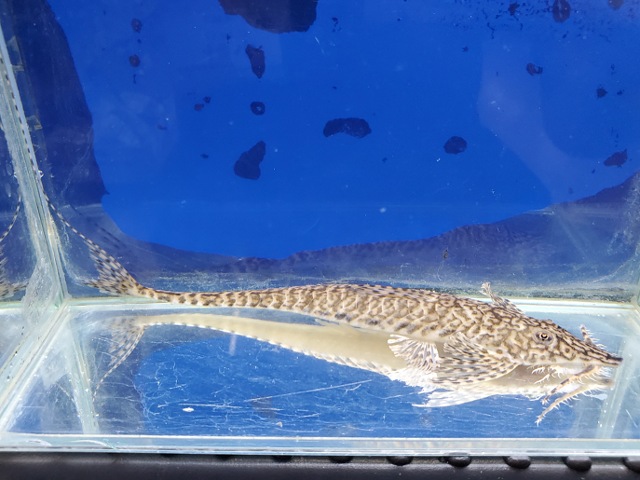 ラディノロリカリア・マクロミスタックス