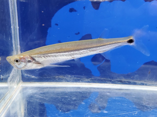 カショーロバルブ