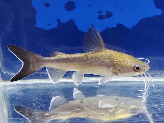 パプアンサーモンキャット