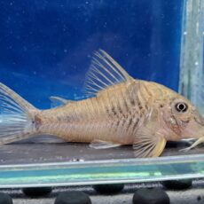 コリドラス　エリザエ　2025年入荷！