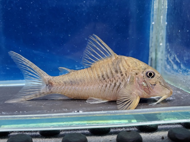 コリドラス　エリザエ　2025年入荷！