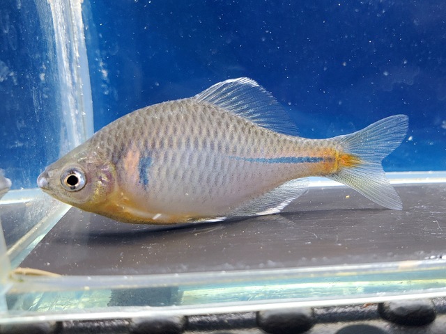 シロフチバラタナゴ