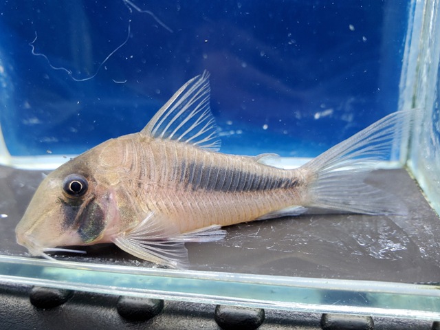 コリドラス　アマパエンシス