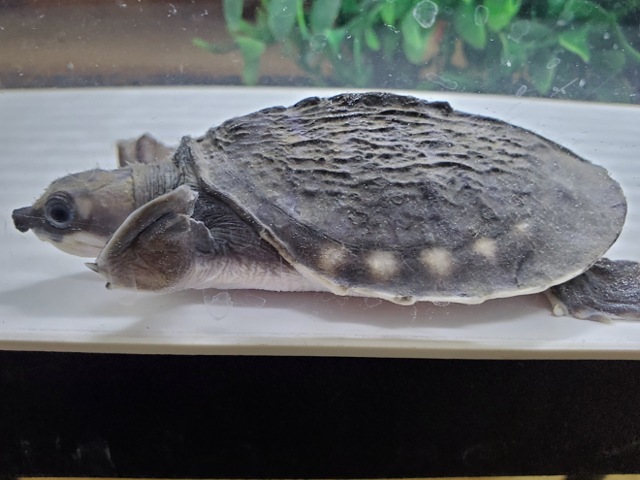 スッポンモドキ