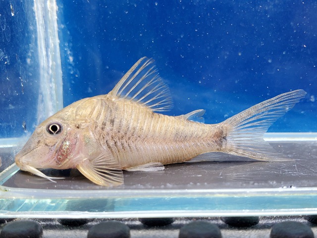 コリドラス　エリザエ