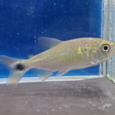 ブリコン sp. コロンビア　2026年4月入荷！