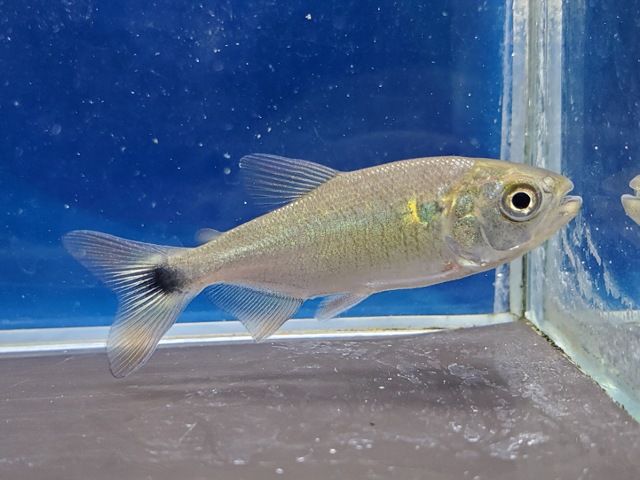 ブリコン sp. コロンビア　2026年4月入荷！