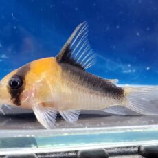 コリドラス　デュプリカレウス　サンタイザベル　2025年入荷！