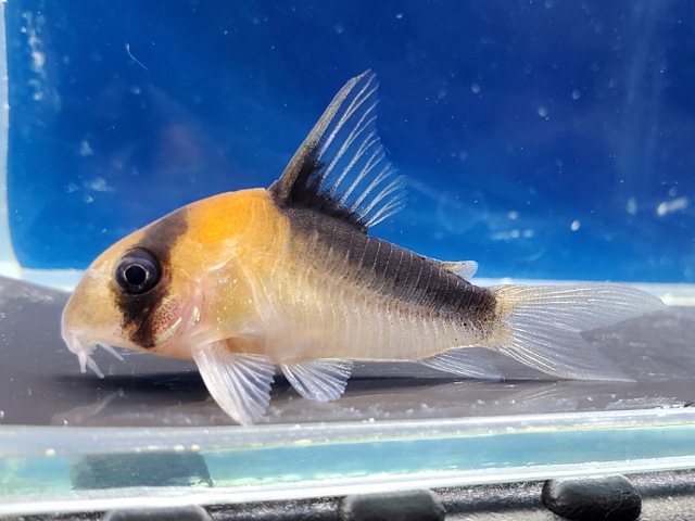 コリドラス　デュプリカレウス　サンタイザベル　2025年入荷！