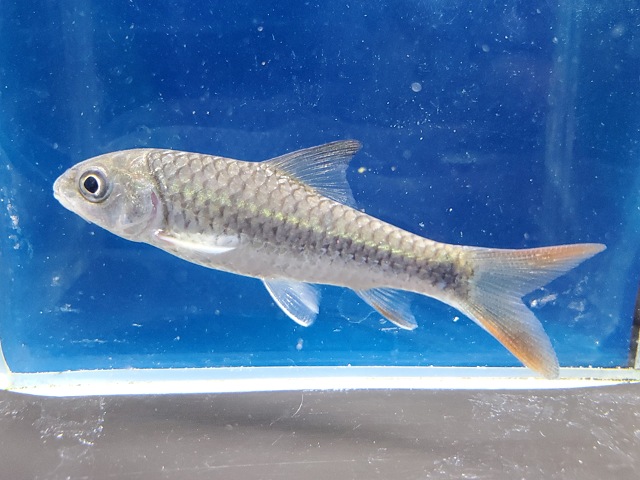 ラベオバルブスsp.