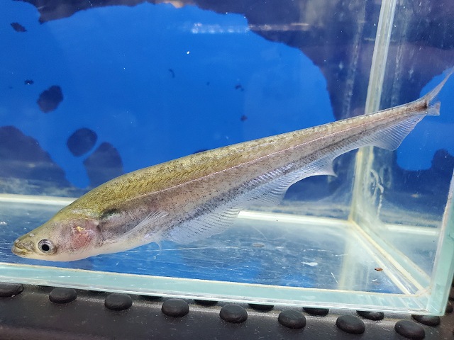 アポゴンキャット