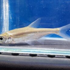 シニブラマ sp. 中国　2026年4月入荷！