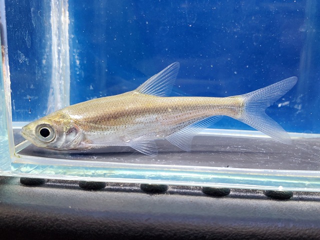 シニブラマ sp. 中国　2026年4月入荷！