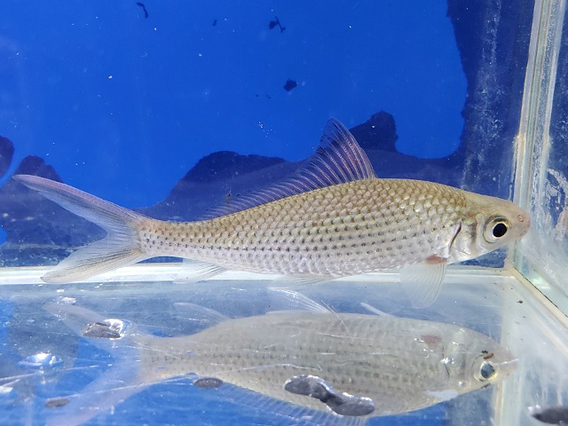 シグナルシャークバルブ