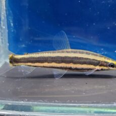 アノストムス アノストムス　2026年3月入荷！