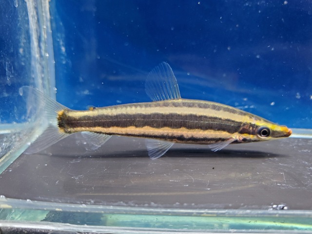 アノストムス アノストムス　2026年3月入荷！