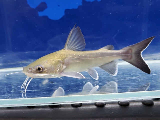 パプアンサーモンキャット