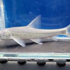 ルシオバルブス　ブラキセファルス　中国　2026年4月入荷！