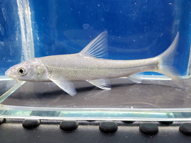 ルシオバルブス　ブラキセファルス　中国　2026年4月入荷！