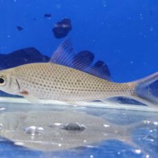 シグナルシャークバルブ　2026年4月入荷！