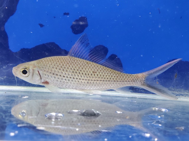 シグナルシャークバルブ　2026年4月入荷！