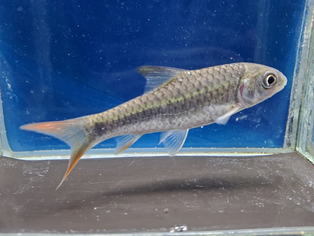 ラベオバルブスsp.