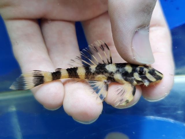 イエローバタフライプレコ