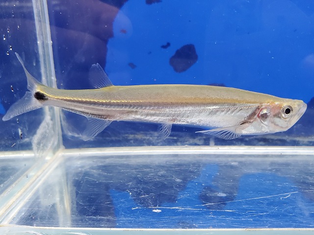 カショーロバルブ