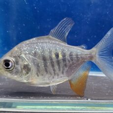 イエローコロソマ　サンフランシスコ　2026年4月入荷！