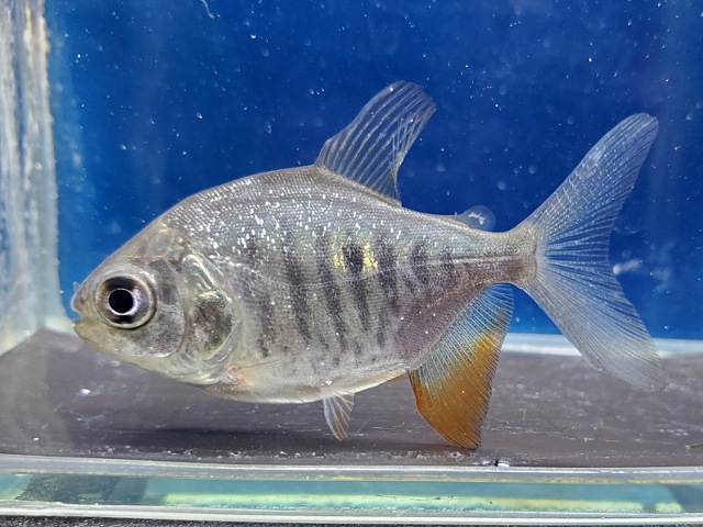 イエローコロソマ　サンフランシスコ　2026年4月入荷！