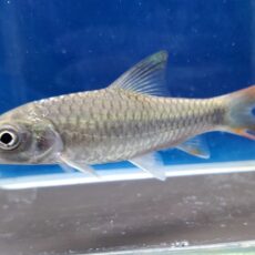 ラベオバルブス sp.　タンザニア　2　2026年4月入荷！