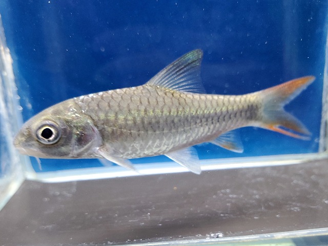 ラベオバルブス sp.　タンザニア　2　2026年4月入荷！