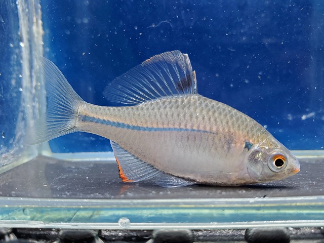 中国ウエキゼニタナゴ