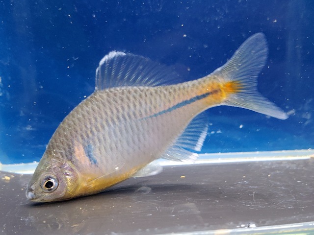 シロフチバラタナゴ