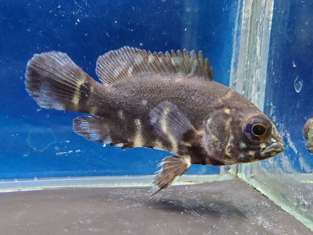 ワイルドオスカー