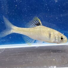 レモンタナゴ　2026年4月入荷！